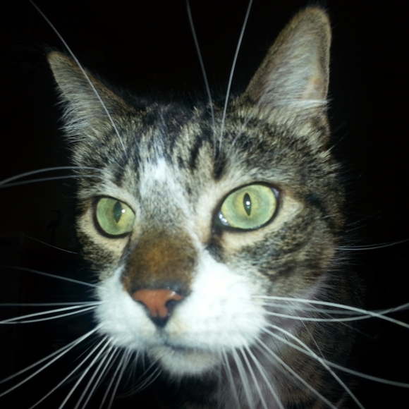 Meet your Posher, V - Picture 5 of 5